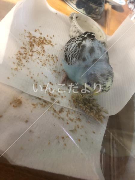 保護鳥の写真