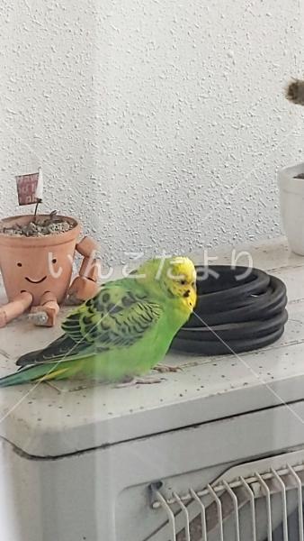 保護鳥の写真