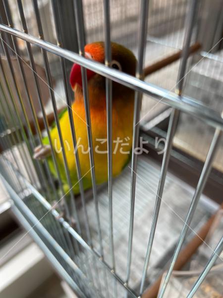 迷い鳥の写真