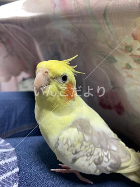 迷い鳥の写真