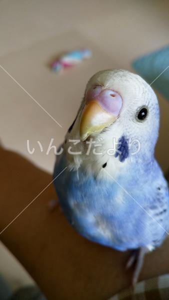 迷い鳥の写真