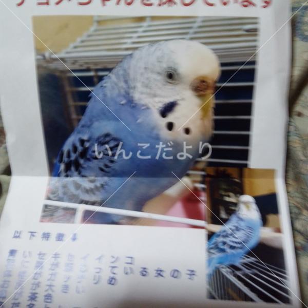 迷い鳥の写真