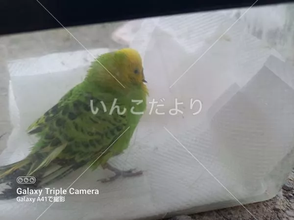 保護鳥の写真