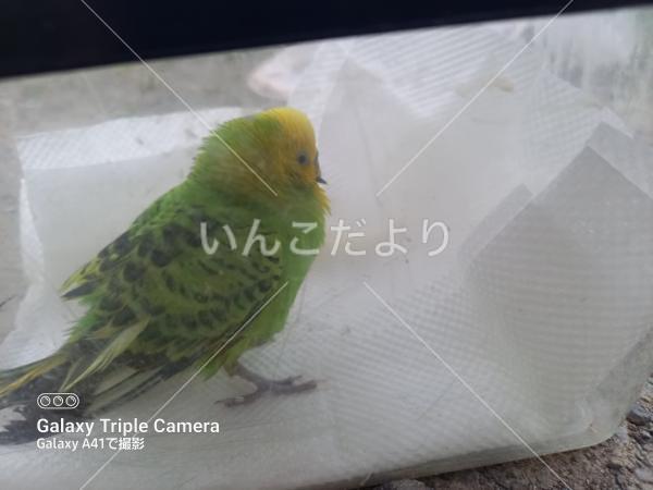 保護鳥の写真