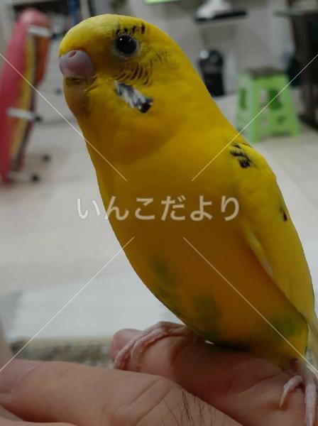 迷い鳥の写真