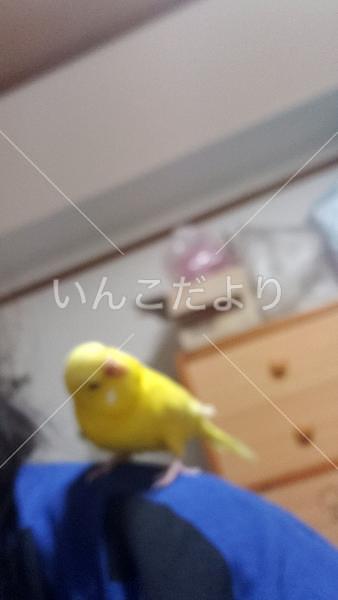 迷い鳥の写真