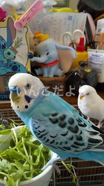迷い鳥の写真