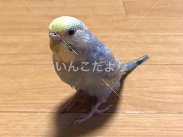 迷い鳥の写真