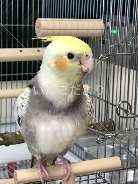 迷い鳥の写真