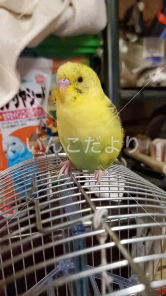 迷い鳥の写真