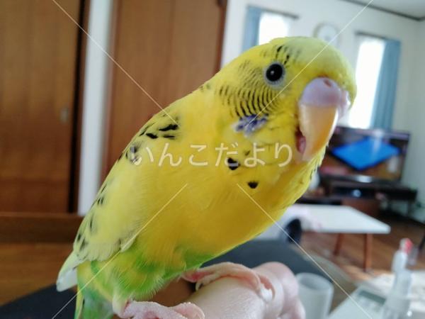 迷い鳥の写真