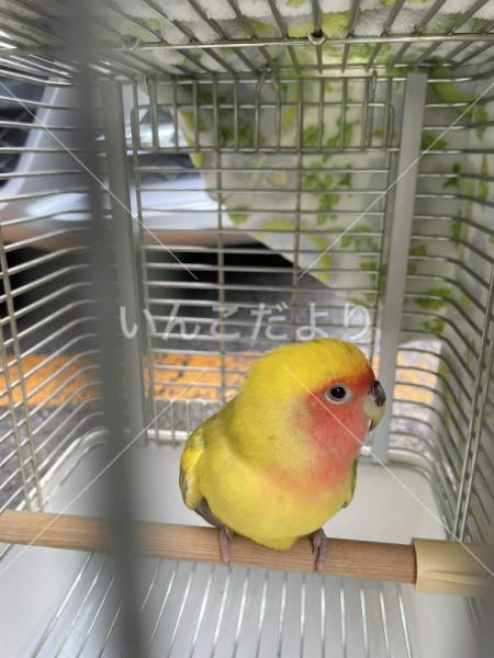 保護鳥の写真