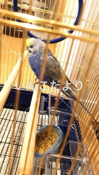 保護鳥の写真