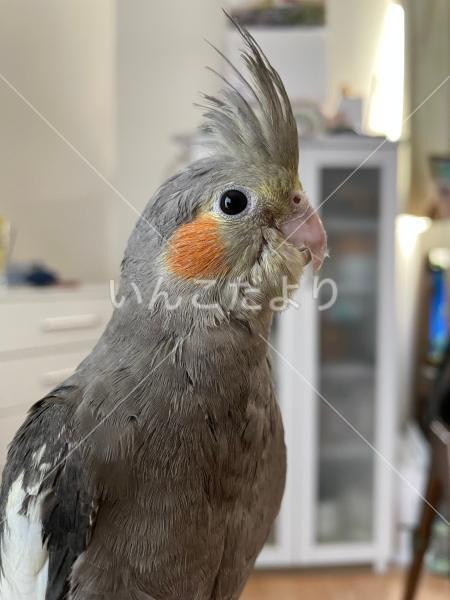 迷い鳥の写真