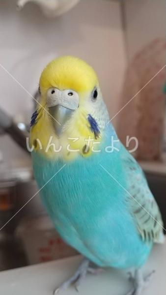 迷い鳥の写真