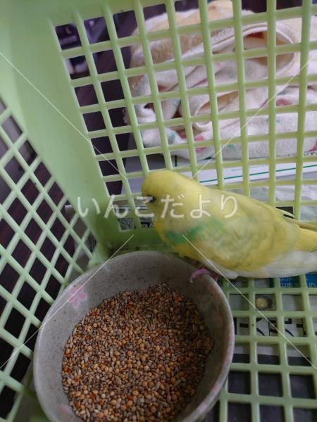 保護鳥の写真