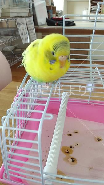 保護鳥の写真