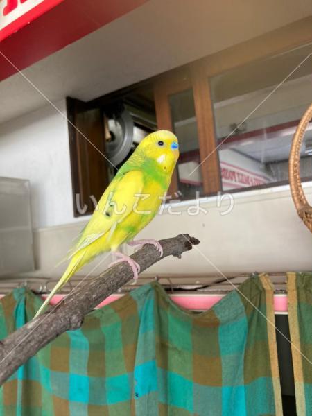 迷い鳥の写真