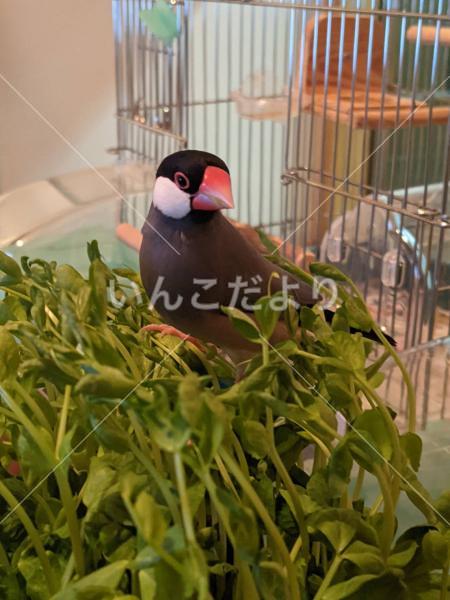 迷い鳥の写真