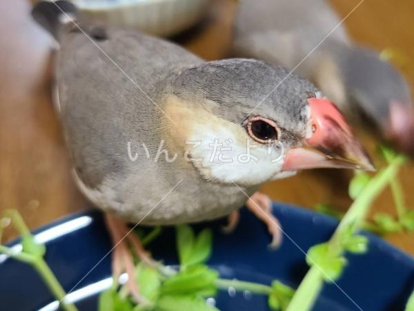 迷い鳥の写真