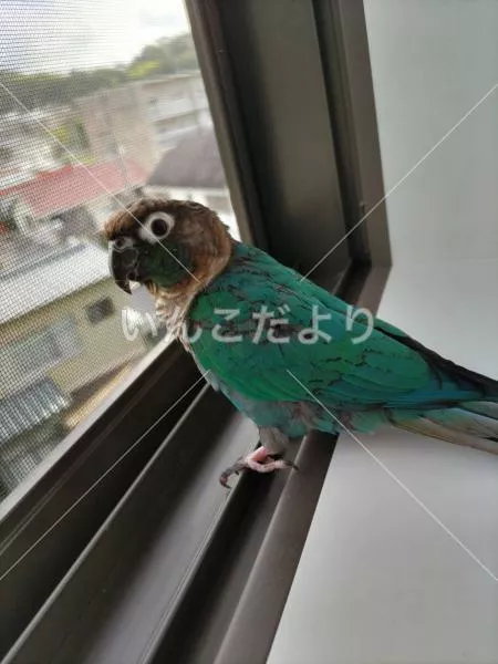 保護鳥の写真