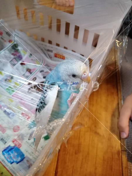 保護鳥の写真