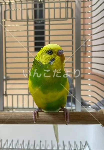 保護鳥の写真