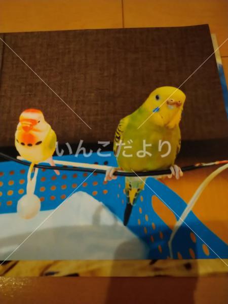 迷い鳥の写真