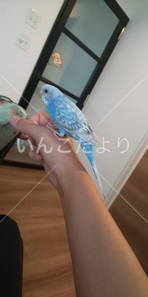 迷い鳥の写真