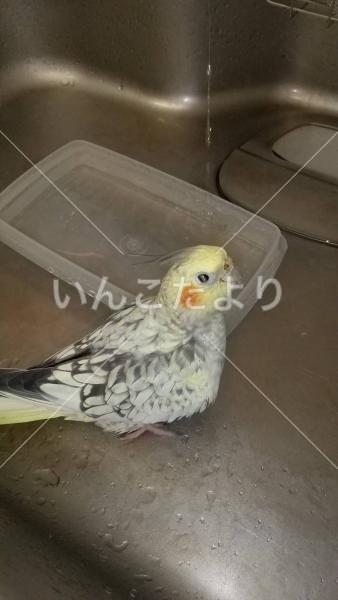 迷い鳥の写真