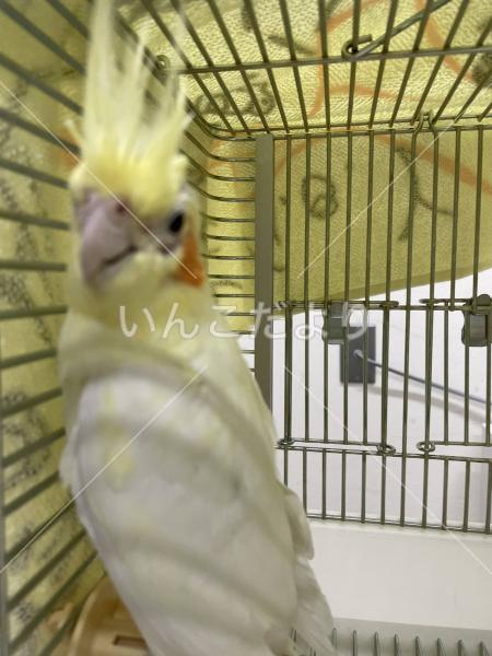 保護鳥の写真