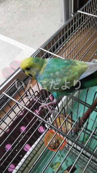 迷い鳥の写真