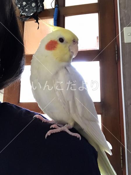迷い鳥の写真