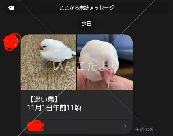 保護鳥の写真