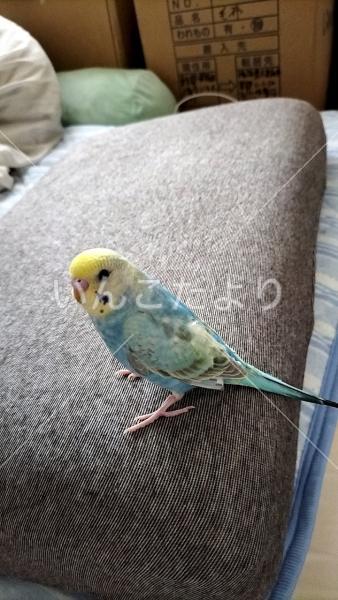 迷い鳥の写真