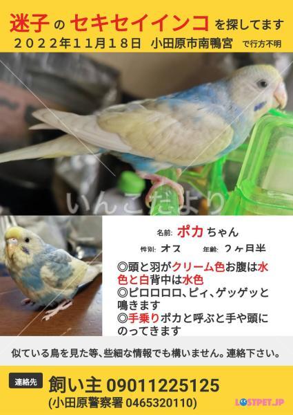 迷い鳥の写真