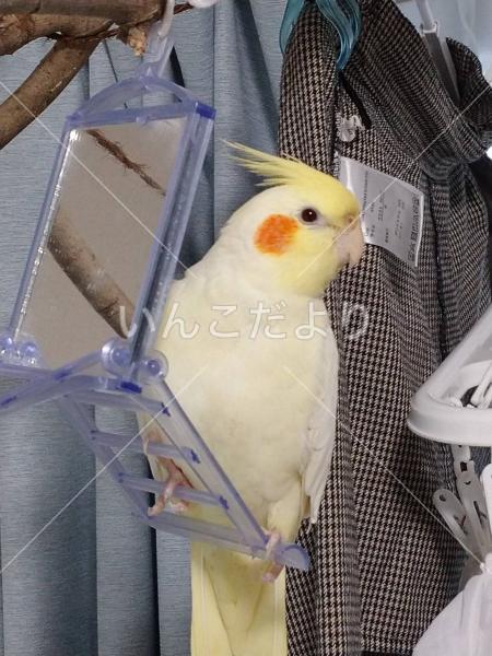 迷い鳥の写真