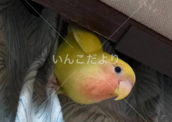 迷い鳥の写真
