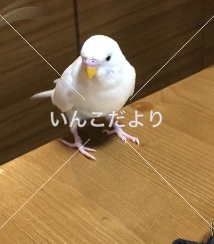 迷い鳥の写真