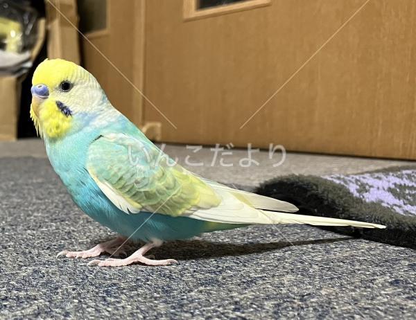 迷い鳥の写真