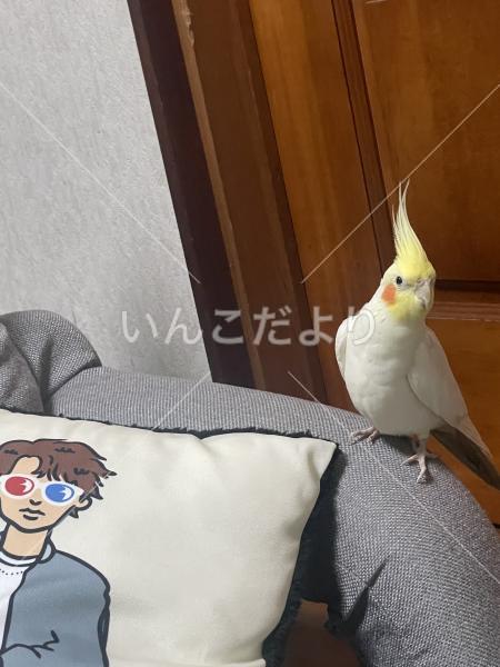 迷い鳥の写真
