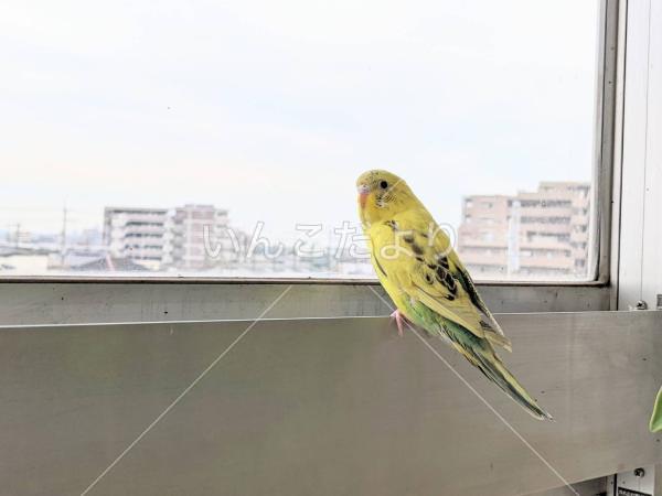 保護鳥の写真