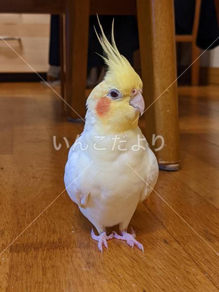 迷い鳥の写真