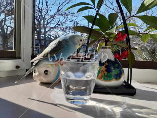 迷い鳥の写真