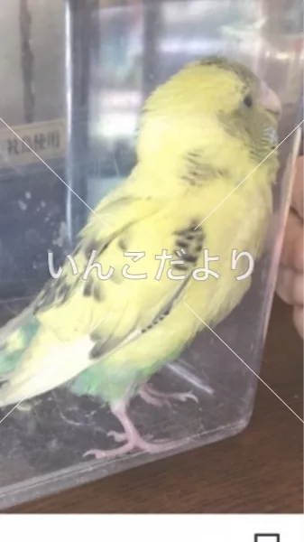 保護鳥の写真