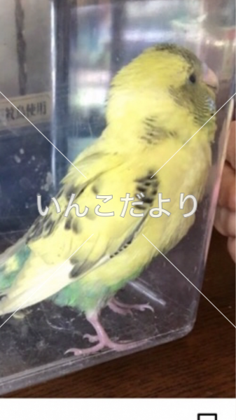 保護鳥の写真