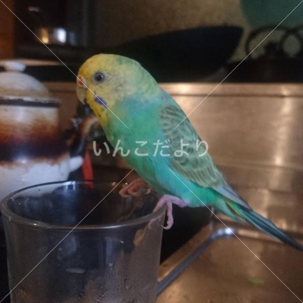 迷い鳥の写真