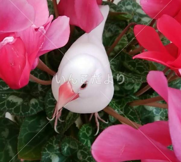 迷い鳥の写真
