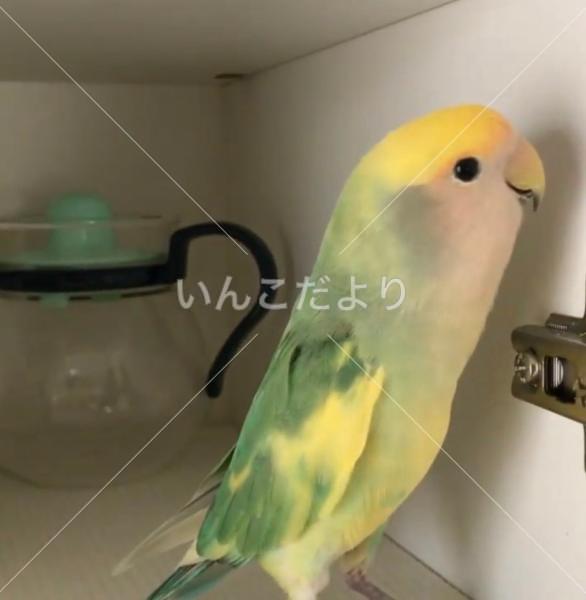 迷い鳥の写真
