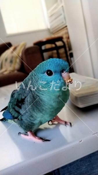 迷い鳥の写真